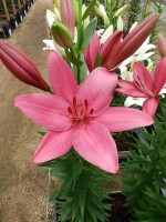 [5696 DJ LA-07 No02.JPG]